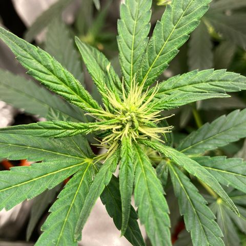 Green Gelato Automatic  growlog timeline photo