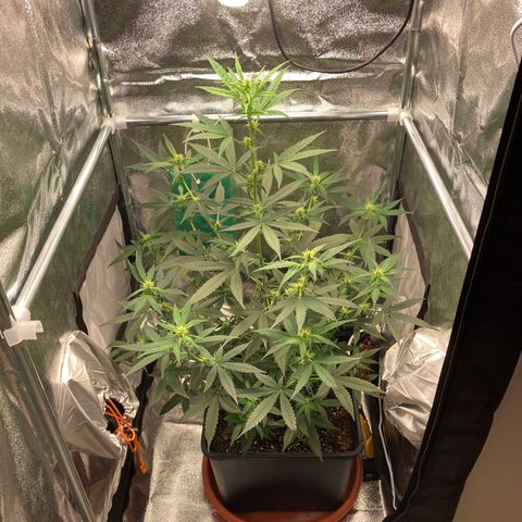 Green Gelato Automatic  growlog timeline photo