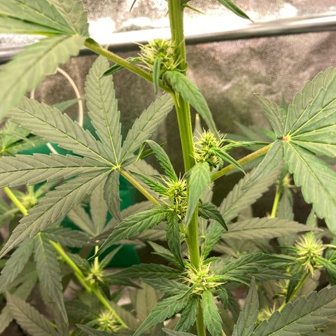 Green Gelato Automatic  growlog timeline photo