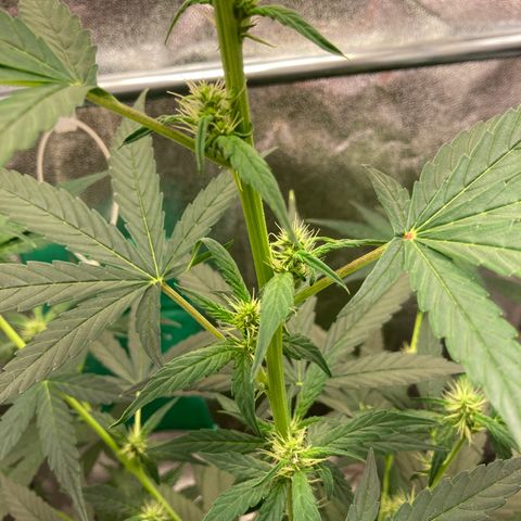 Green Gelato Automatic  growlog timeline photo