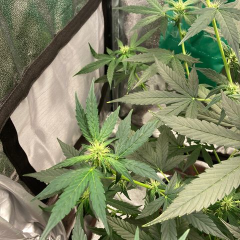 Green Gelato Automatic  growlog timeline photo