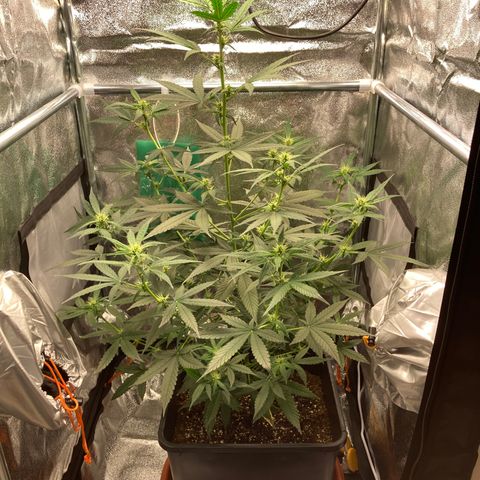 Green Gelato Automatic  growlog timeline photo