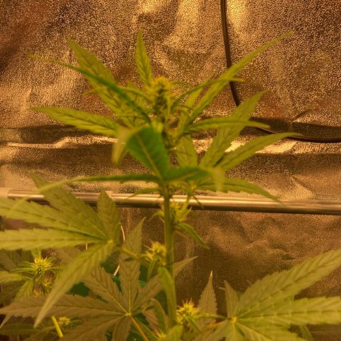 Green Gelato Automatic  growlog timeline photo
