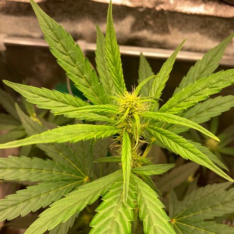Green Gelato Automatic  growlog timeline photo