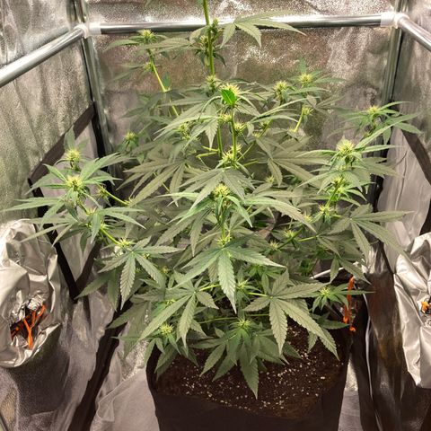 Green Gelato Automatic  growlog timeline photo