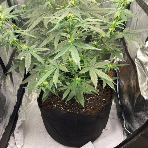 Green Gelato Automatic  growlog timeline photo
