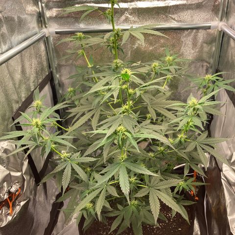 Green Gelato Automatic  growlog timeline photo