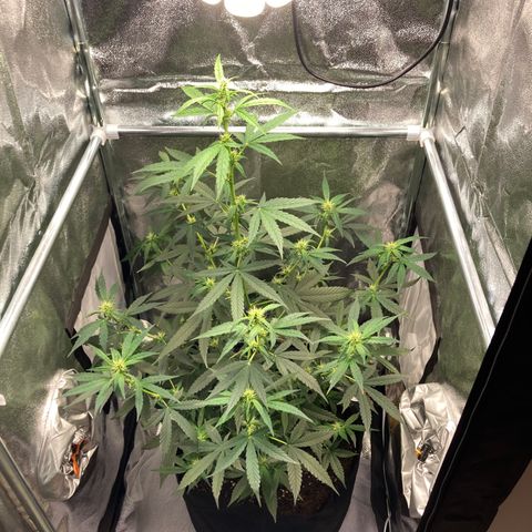 Green Gelato Automatic  growlog timeline photo