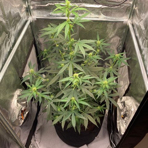 Green Gelato Automatic  growlog timeline photo