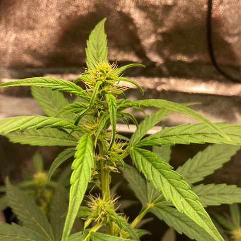 Green Gelato Automatic  growlog timeline photo