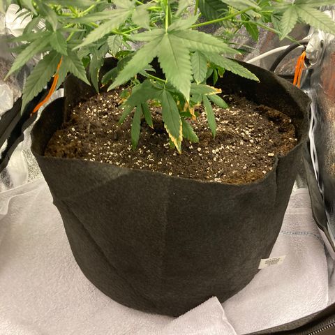 Green Gelato Automatic  growlog timeline photo