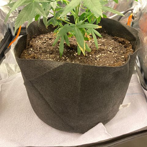 Green Gelato Automatic  growlog timeline photo