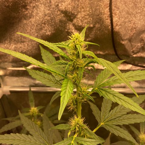 Green Gelato Automatic  growlog timeline photo