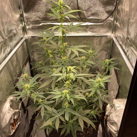 Green Gelato Automatic  growlog timeline photo