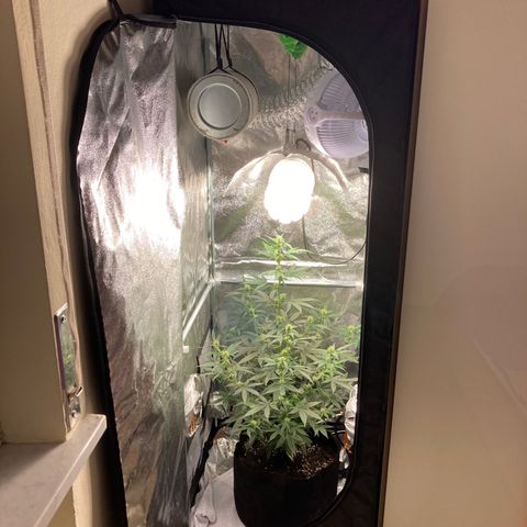 Green Gelato Automatic  growlog timeline photo