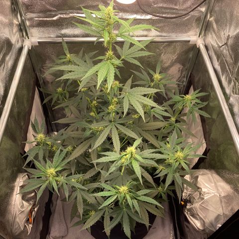 Green Gelato Automatic  growlog timeline photo