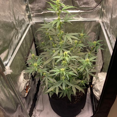 Green Gelato Automatic  growlog timeline photo