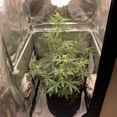 Green Gelato Automatic  growlog timeline photo