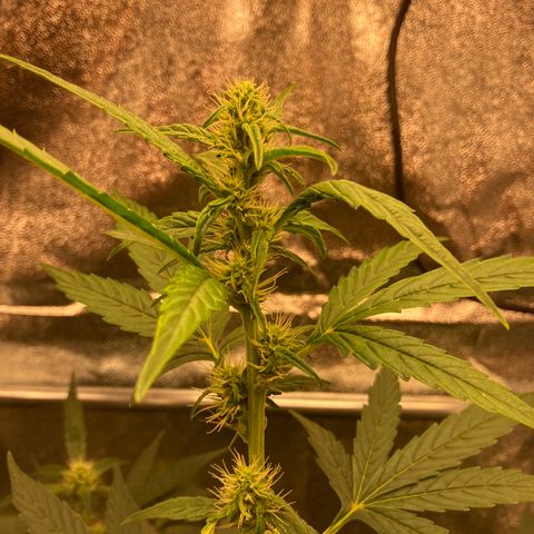 Green Gelato Automatic  growlog timeline photo