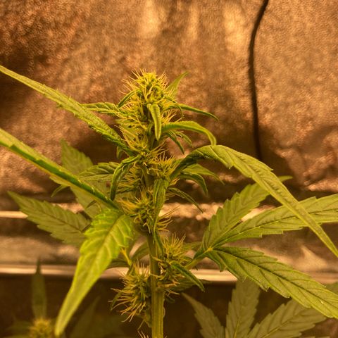 Green Gelato Automatic  growlog timeline photo
