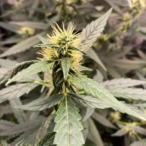 Green Gelato Automatic  growlog timeline photo