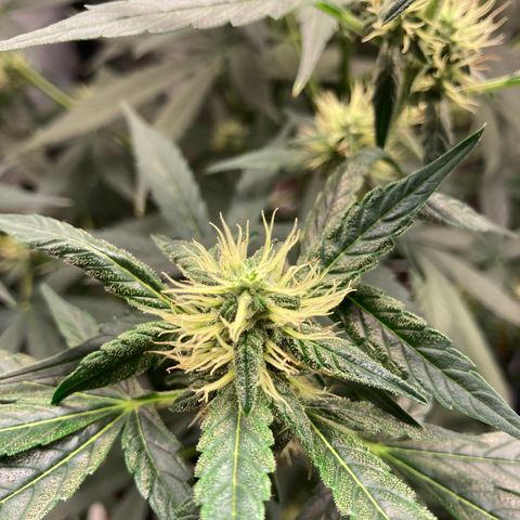 Green Gelato Automatic  growlog timeline photo