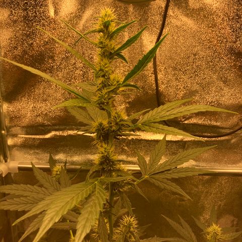 Green Gelato Automatic  growlog timeline photo