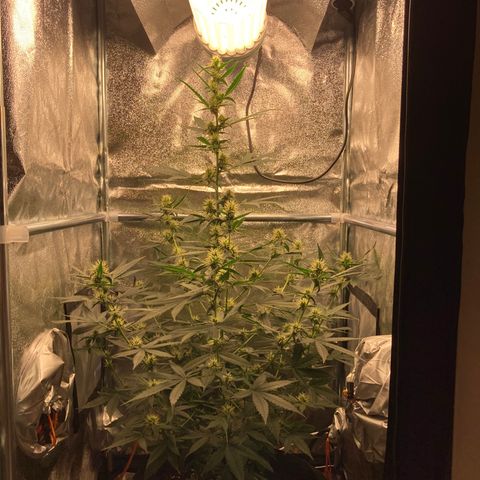 Green Gelato Automatic  growlog timeline photo