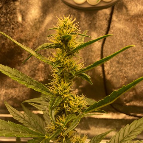 Green Gelato Automatic  growlog timeline photo