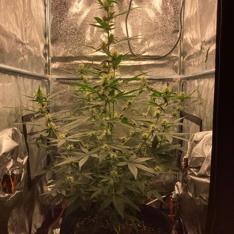 Green Gelato Automatic  growlog timeline photo