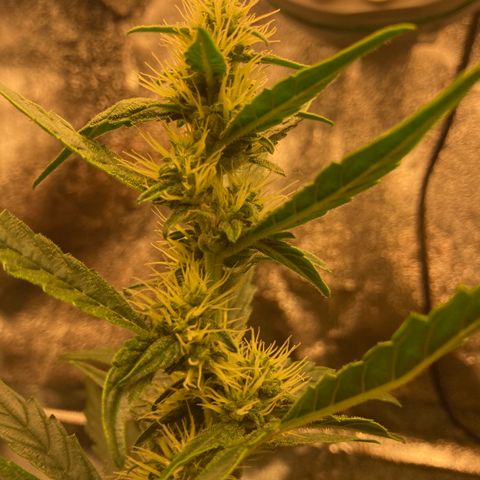 Green Gelato Automatic  growlog timeline photo