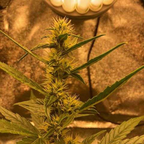 Green Gelato Automatic  growlog timeline photo