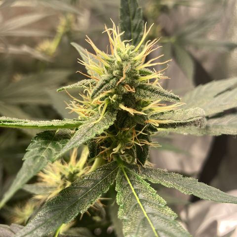 Green Gelato Automatic  growlog timeline photo