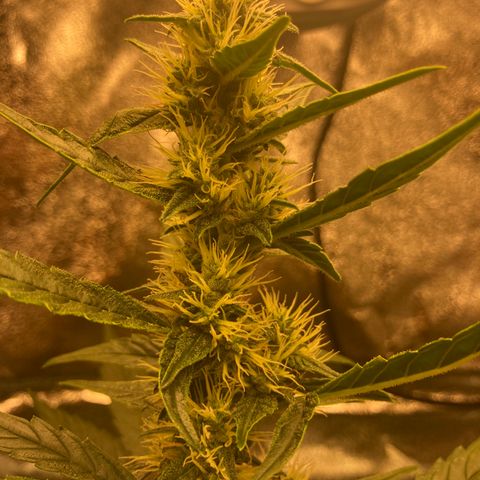 Green Gelato Automatic  growlog timeline photo
