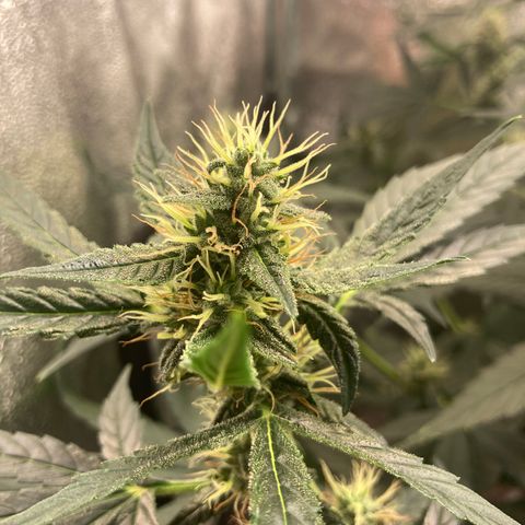 Green Gelato Automatic  growlog timeline photo