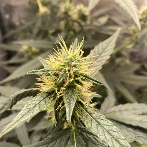 Green Gelato Automatic  growlog timeline photo