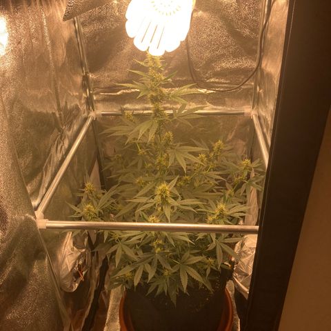 Green Gelato Automatic  growlog timeline photo