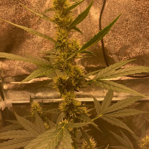 Green Gelato Automatic  growlog timeline photo