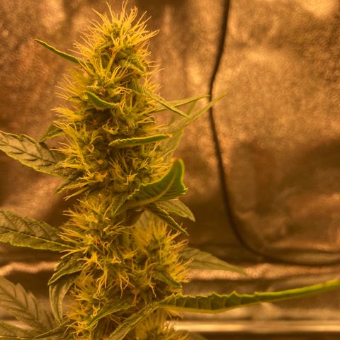 Green Gelato Automatic  growlog timeline photo