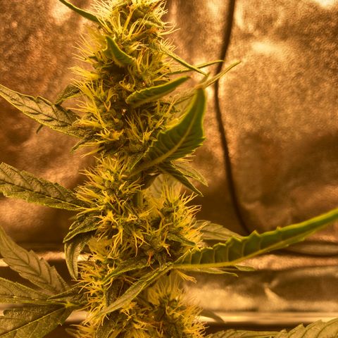 Green Gelato Automatic  growlog timeline photo