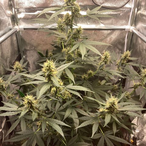 Green Gelato Automatic  growlog timeline photo