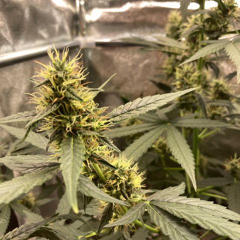 Green Gelato Automatic  growlog timeline photo