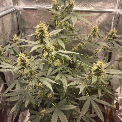 Green Gelato Automatic  growlog timeline photo