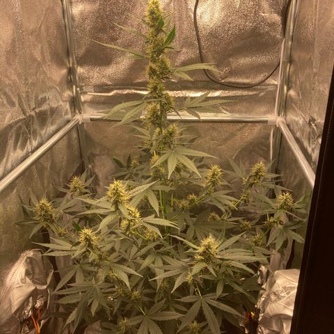 Green Gelato Automatic  growlog timeline photo