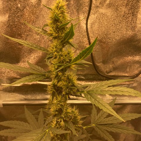 Green Gelato Automatic  growlog timeline photo