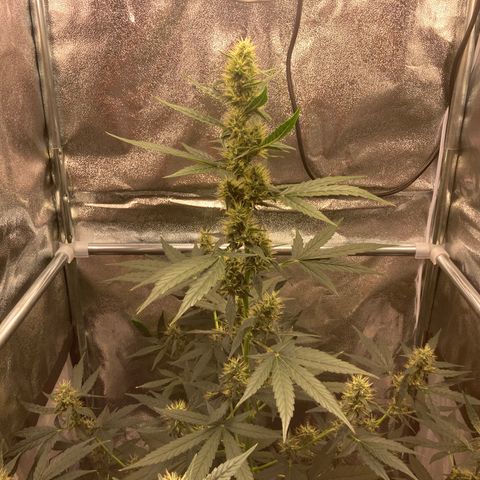 Green Gelato Automatic  growlog timeline photo