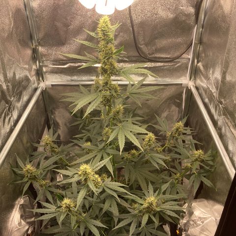 Green Gelato Automatic  growlog timeline photo
