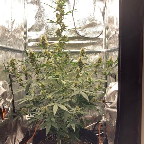 Green Gelato Automatic  growlog timeline photo