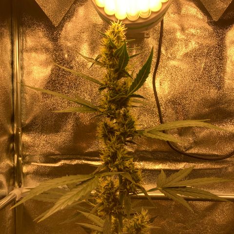 Green Gelato Automatic  growlog timeline photo