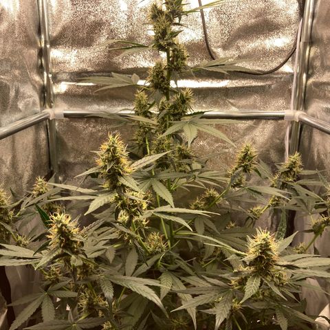 Green Gelato Automatic  growlog timeline photo